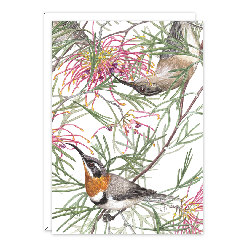 Grevillea & Western Spinebills A6 card by Philippa Nikulinsky