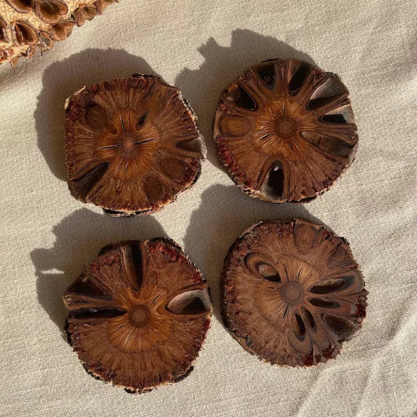Banksia Coasters