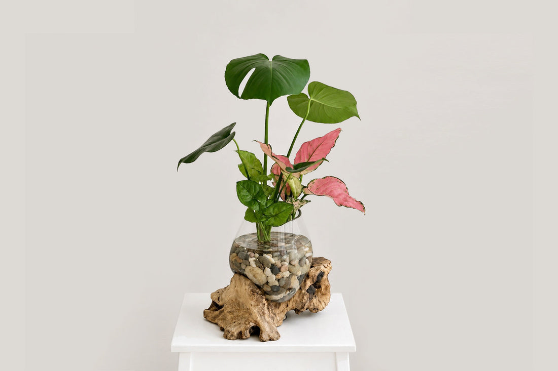 Indoor Water Gardens: Best Plants to Grow in Water - Little Seedlings Gift Store