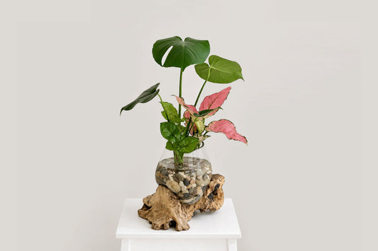Indoor Water Gardens: Best Plants to Grow in Water - Little Seedlings Gift Store