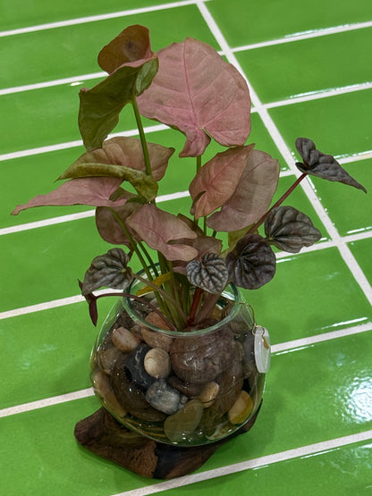 Little Water Garden - Small