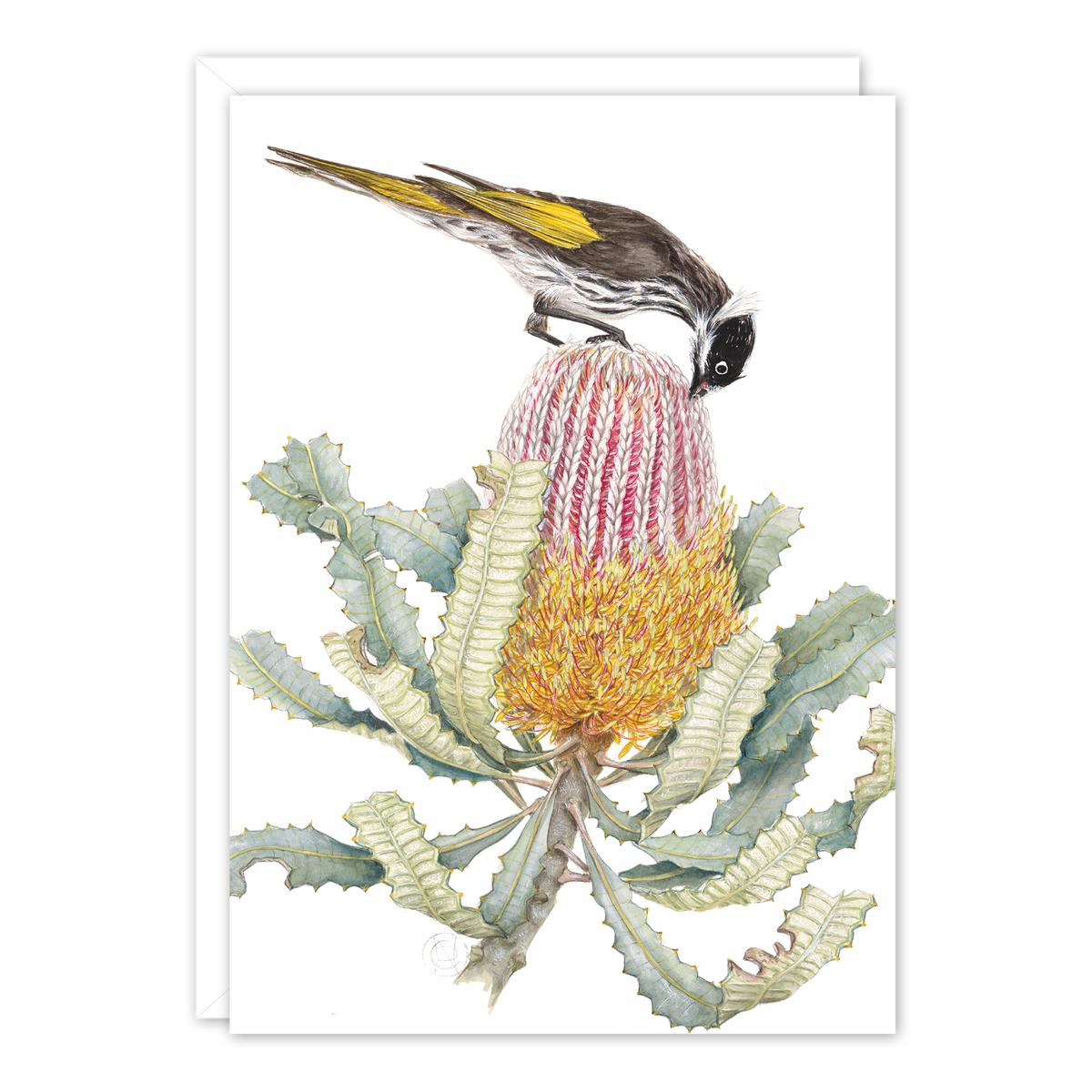 Honeyeater on Banksia A6 card by Philippa Nikulinsky