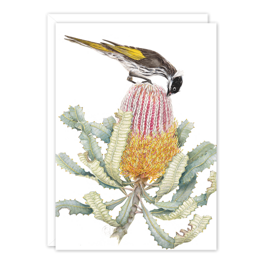 Honeyeater on Banksia A6 card by Philippa Nikulinsky