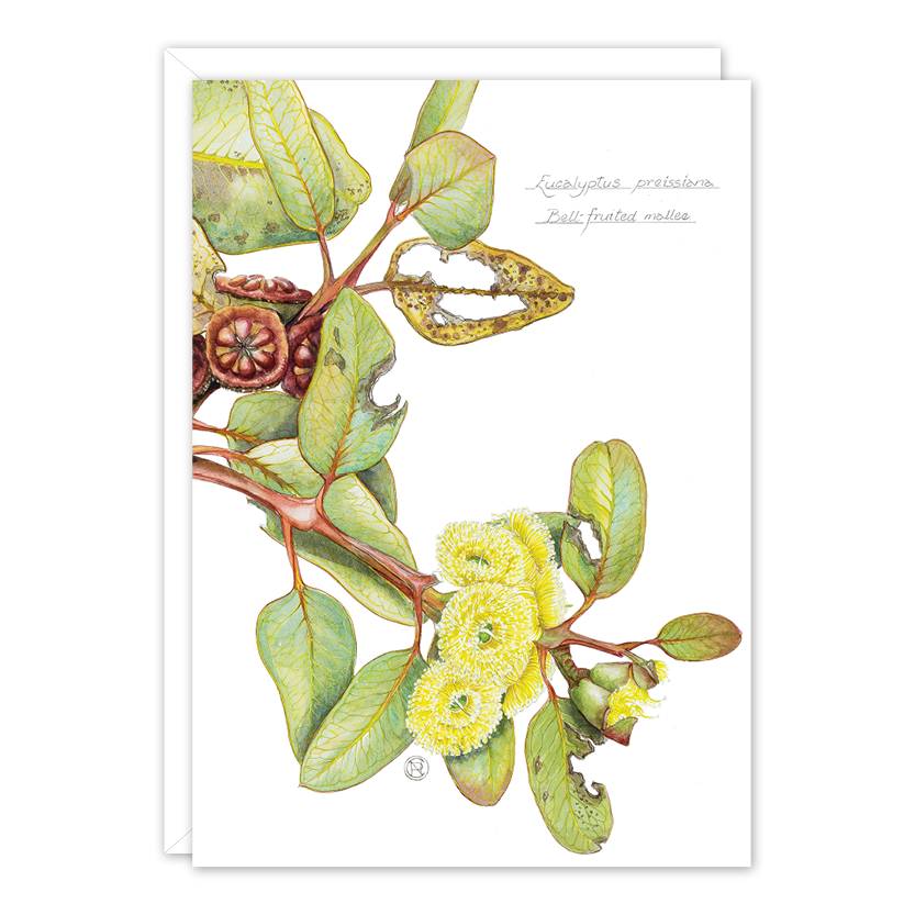 Bell-fruited Mallee A6 card by Philippa Nikulinsky