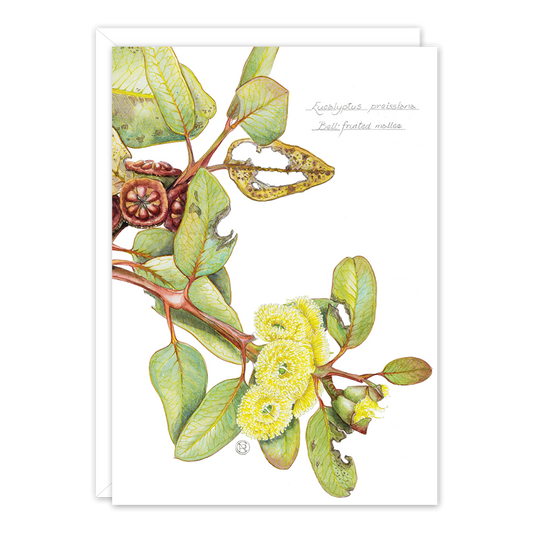 Bell-fruited Mallee A6 card by Philippa Nikulinsky