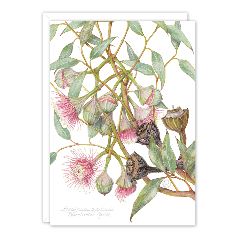 Pear-fruited Mallee A6 card by Philippa Nikulinsky