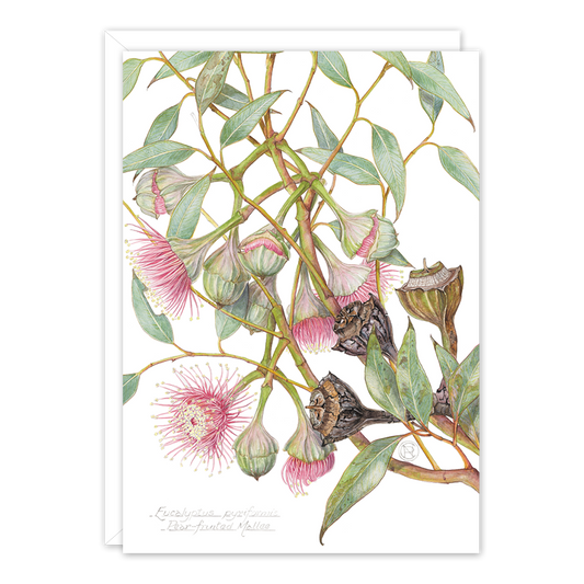 Pear-fruited Mallee A6 card by Philippa Nikulinsky