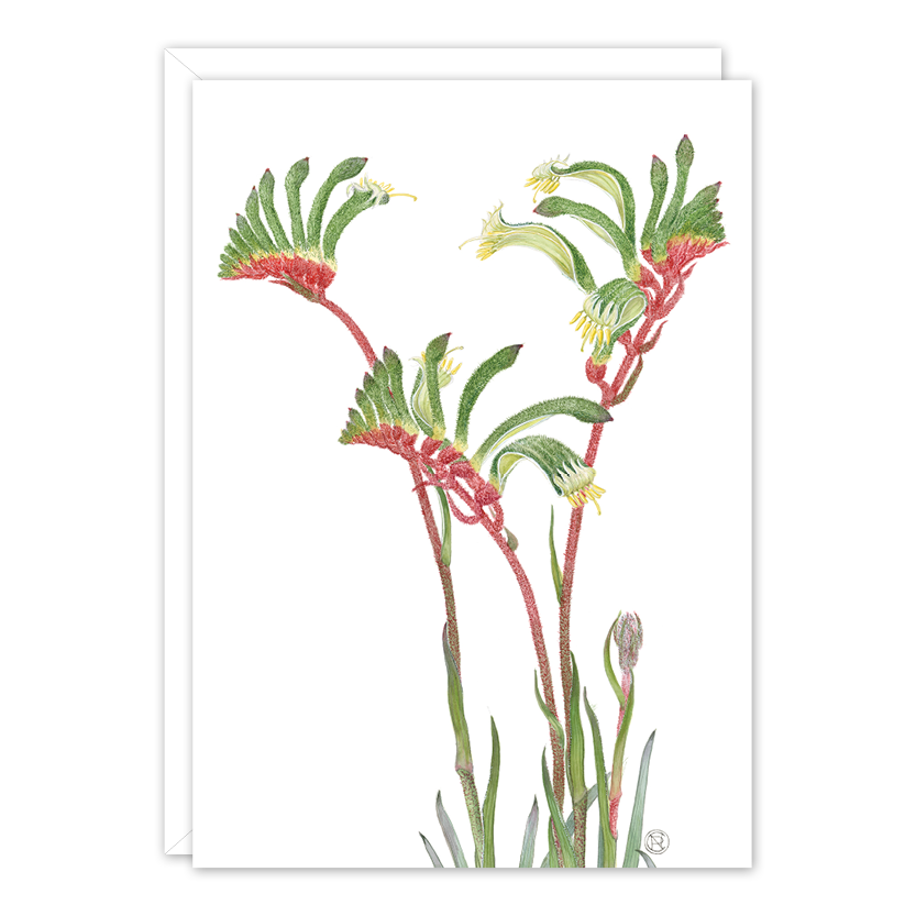 Red & Green Kangaroo Paw A6 card by Philippa Nikulinsky