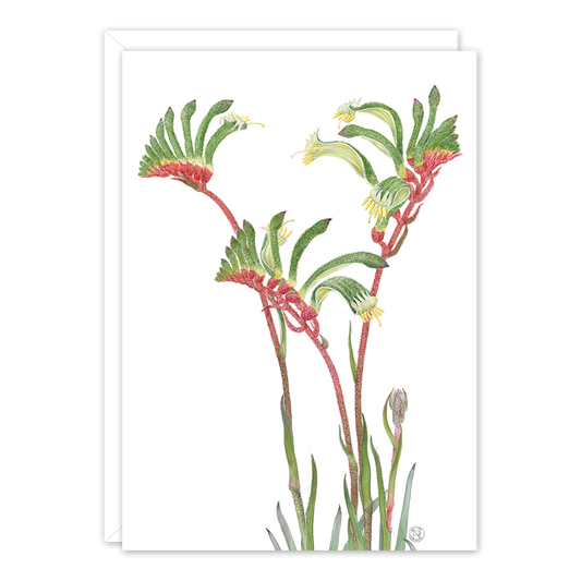 Red & Green Kangaroo Paw A6 card by Philippa Nikulinsky