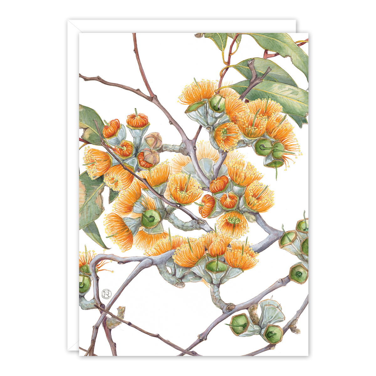 Darwin Woollybutt A6 card by Philippa Nikulinsky