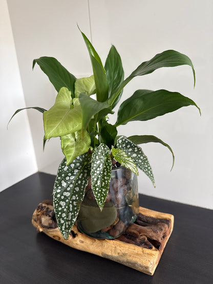 Glass Square Vase on Timber Base