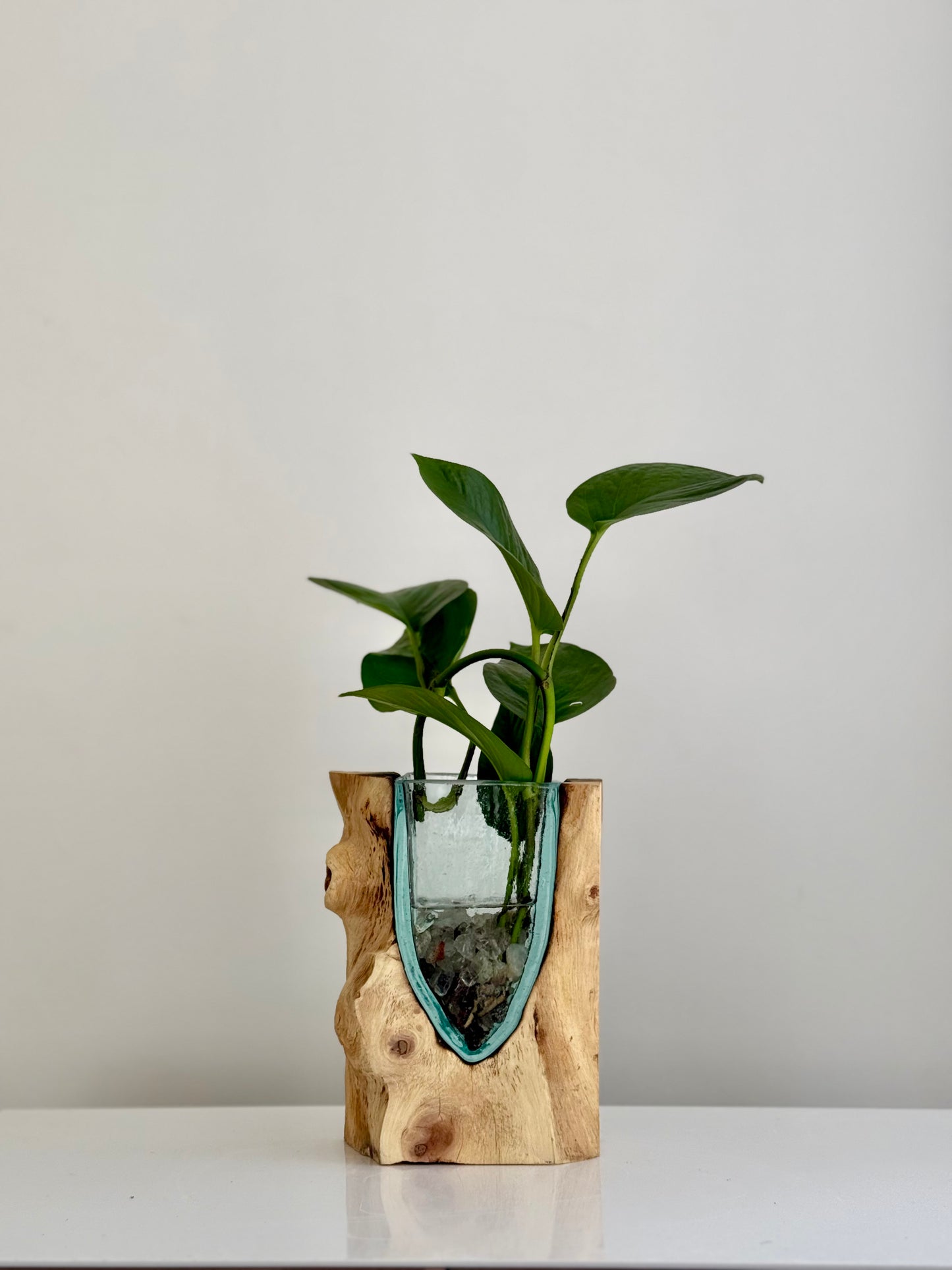 Made to Order Little Water Garden | Indoor Water Garden