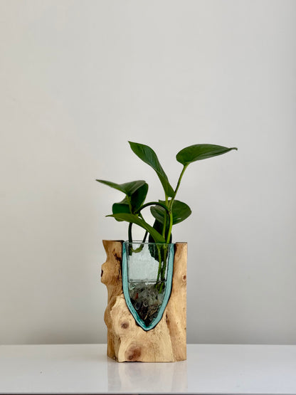 Made to Order Little Water Garden | Indoor Water Garden