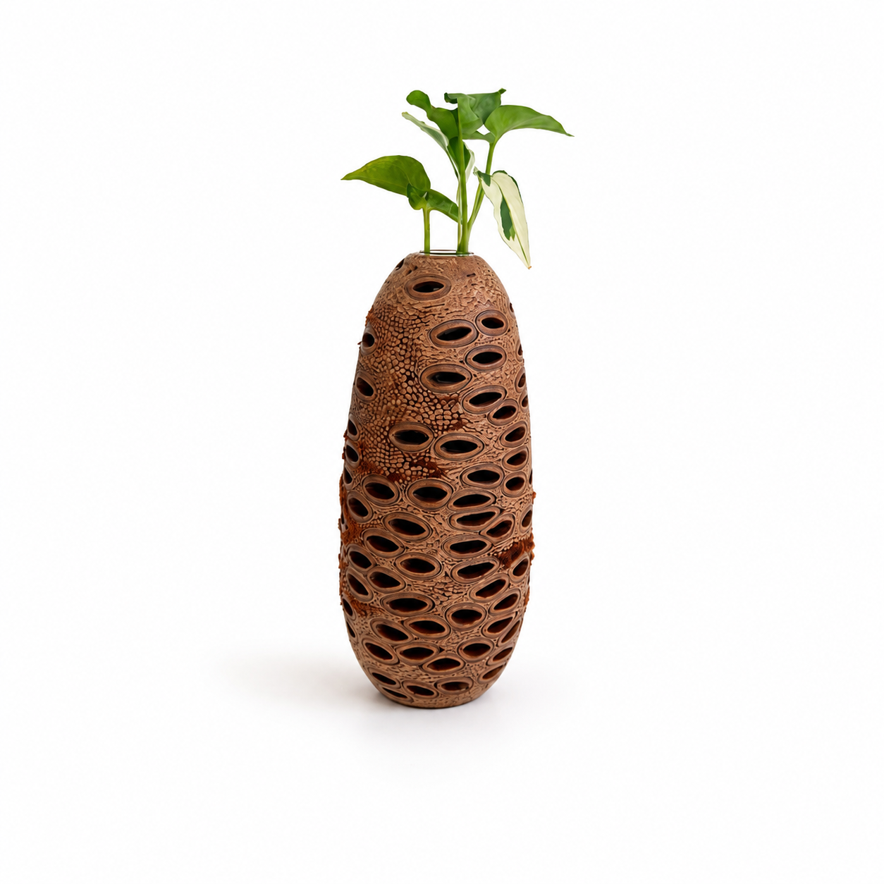 Banksia Vase
