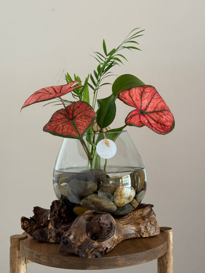 Made to Order Little Water Garden | Indoor Water Garden