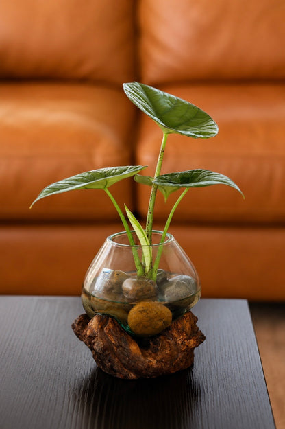 Little Water Garden - Small