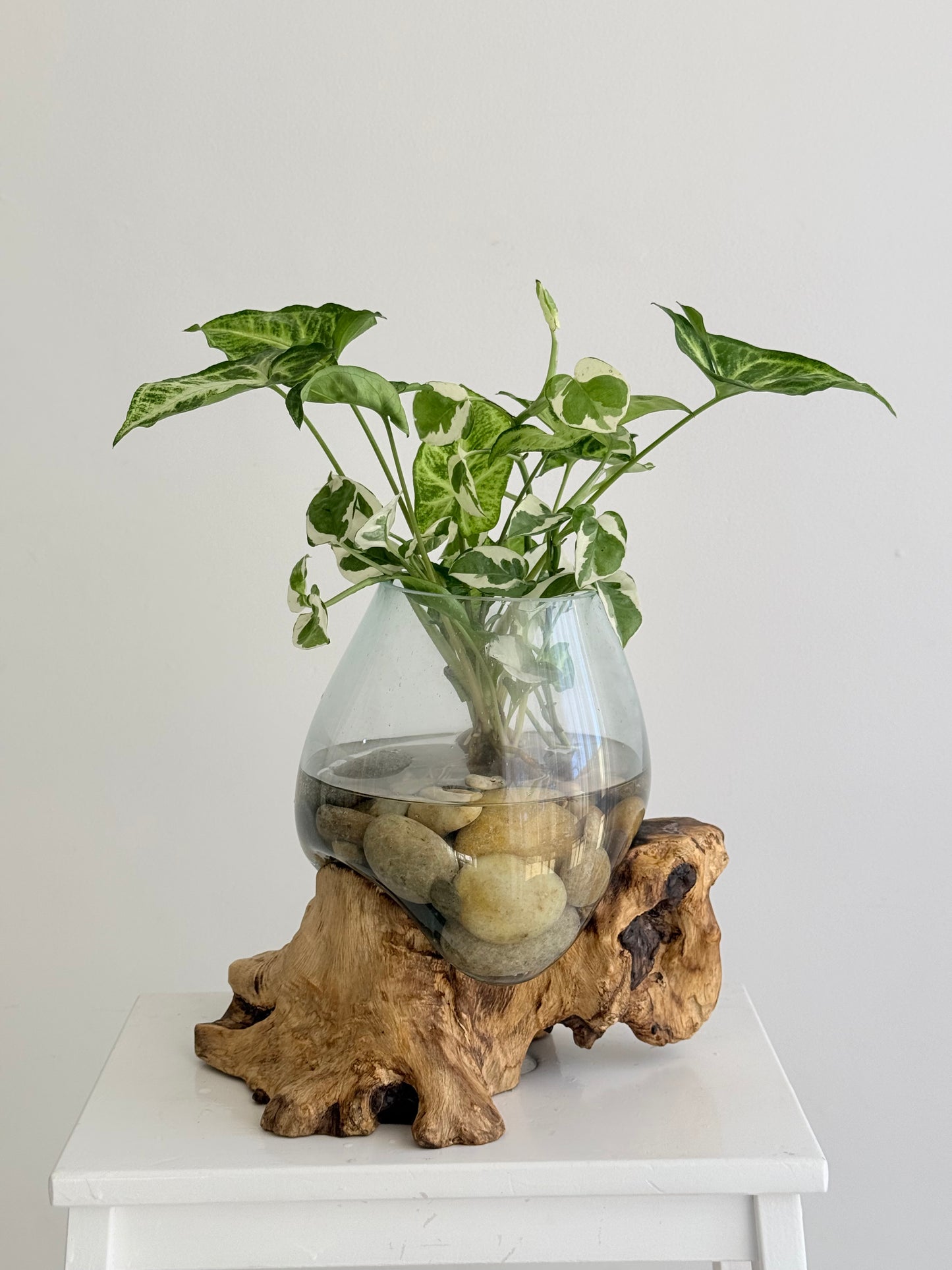 Made to Order Little Water Garden | Indoor Water Garden