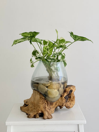 Made to Order Little Water Garden | Indoor Water Garden