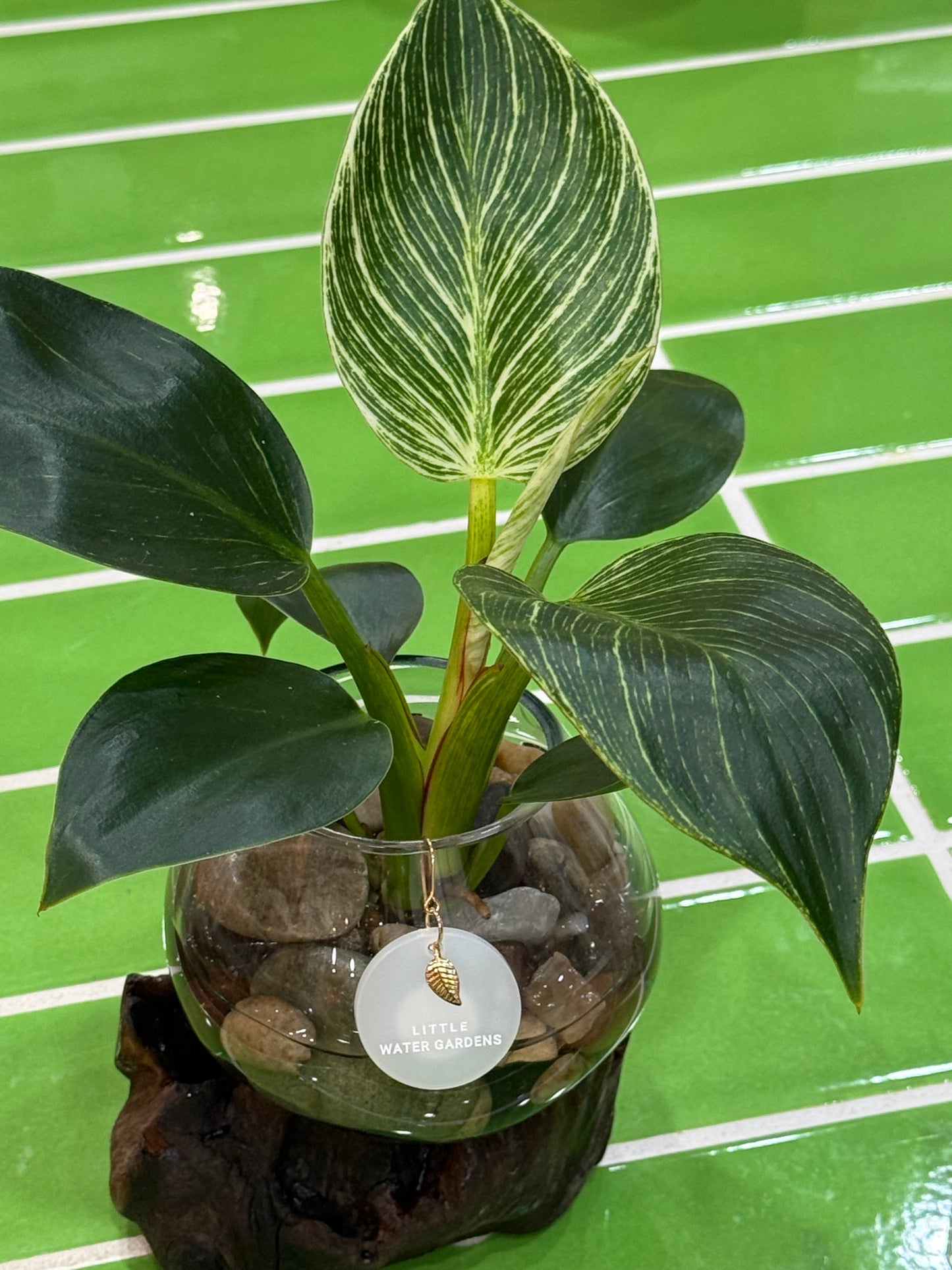 Little Water Garden - Small