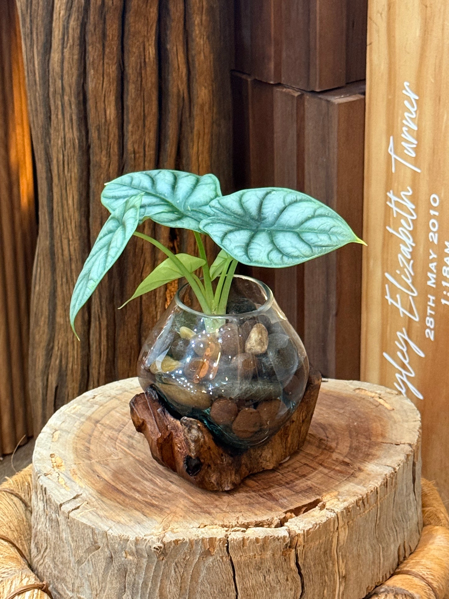 Little Water Garden - Small
